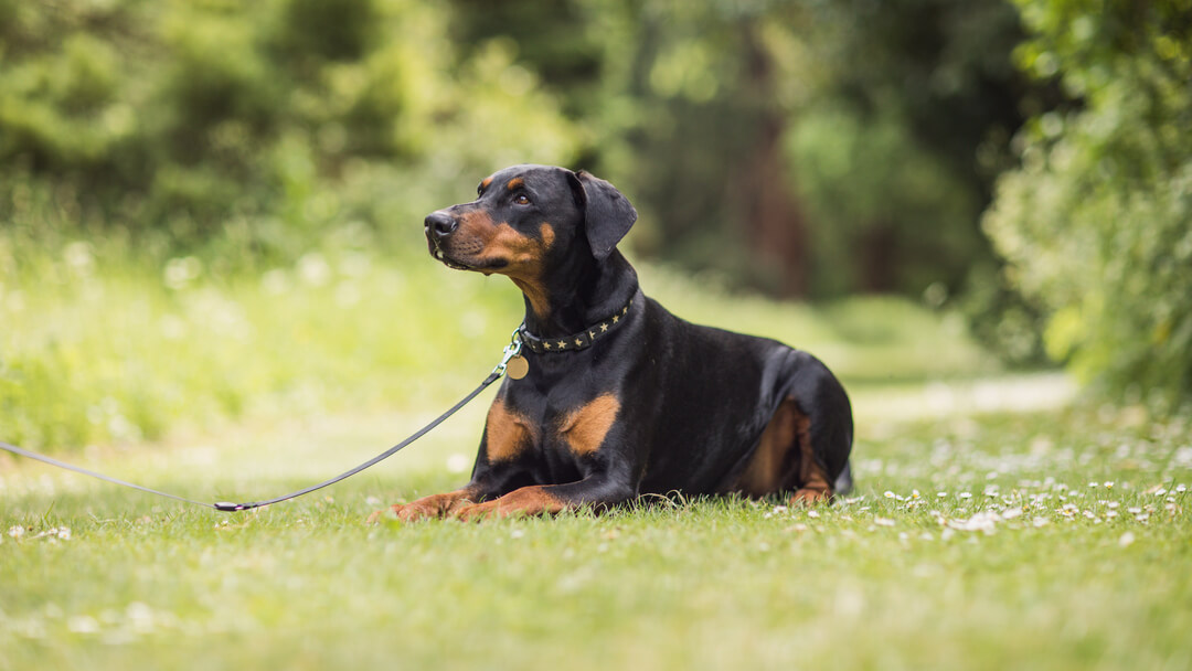 Black and 2024 tan puggle